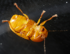 Cryptocephalus defectus