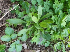 Angiospermae