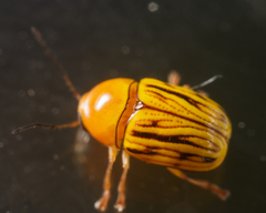 Cryptocephalus defectus