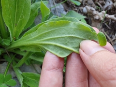 Angiospermae