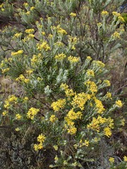 Hubertia tomentosa