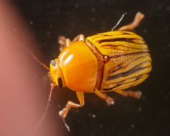 Cryptocephalus defectus