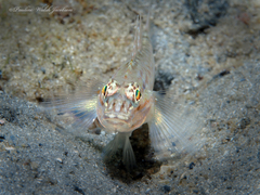 Coryphopterus glaucofraenum