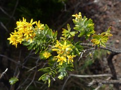 Hubertia tomentosa