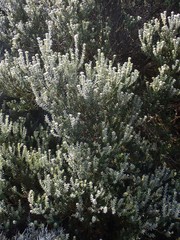 Phylica nitida