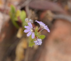 Scaevola aemula