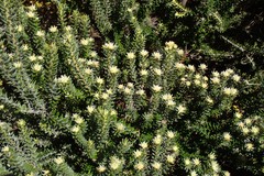 Phylica nitida