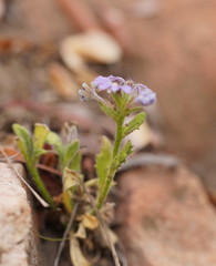 Scaevola aemula
