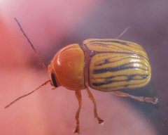 Cryptocephalus defectus