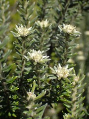 Phylica nitida