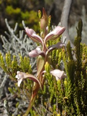 Satyrium amoenum