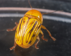 Cryptocephalus defectus