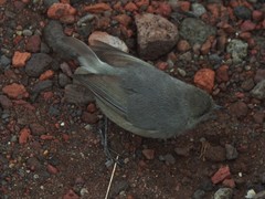 Zosterops borbonicus