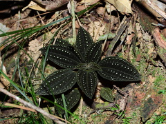 Macrocentrum latifolium