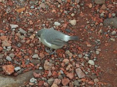 Zosterops borbonicus