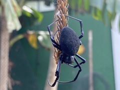 Nephilingis cruentata