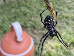 Nephilingis cruentata