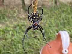 Nephilingis cruentata