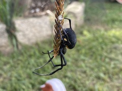 Nephilingis cruentata