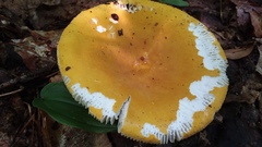 Russula ochroleucoides