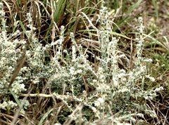 Sclerolaena birchii