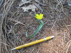 Calochortus monophyllus