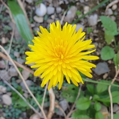 Reichardia picroides