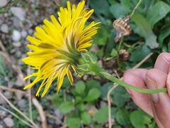 Reichardia picroides