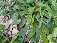 Reichardia picroides