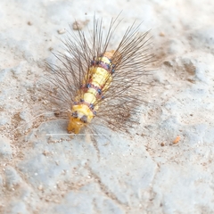 Pericopina