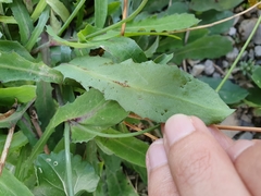 Reichardia picroides