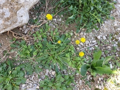 Reichardia picroides