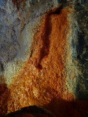 Archaea