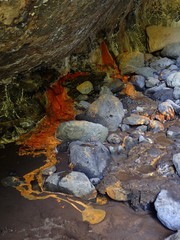 Archaea