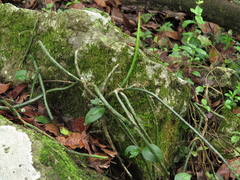 Selenicereus spinulosus