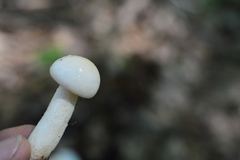 Hygrophorus cossus