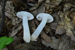 Hygrophorus cossus