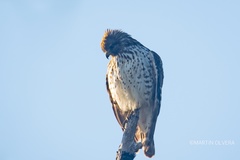 Buteo lineatus