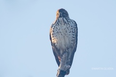 Buteo lineatus