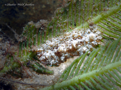 Bunodeopsis globulifera