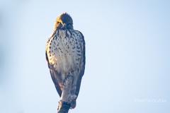 Buteo lineatus