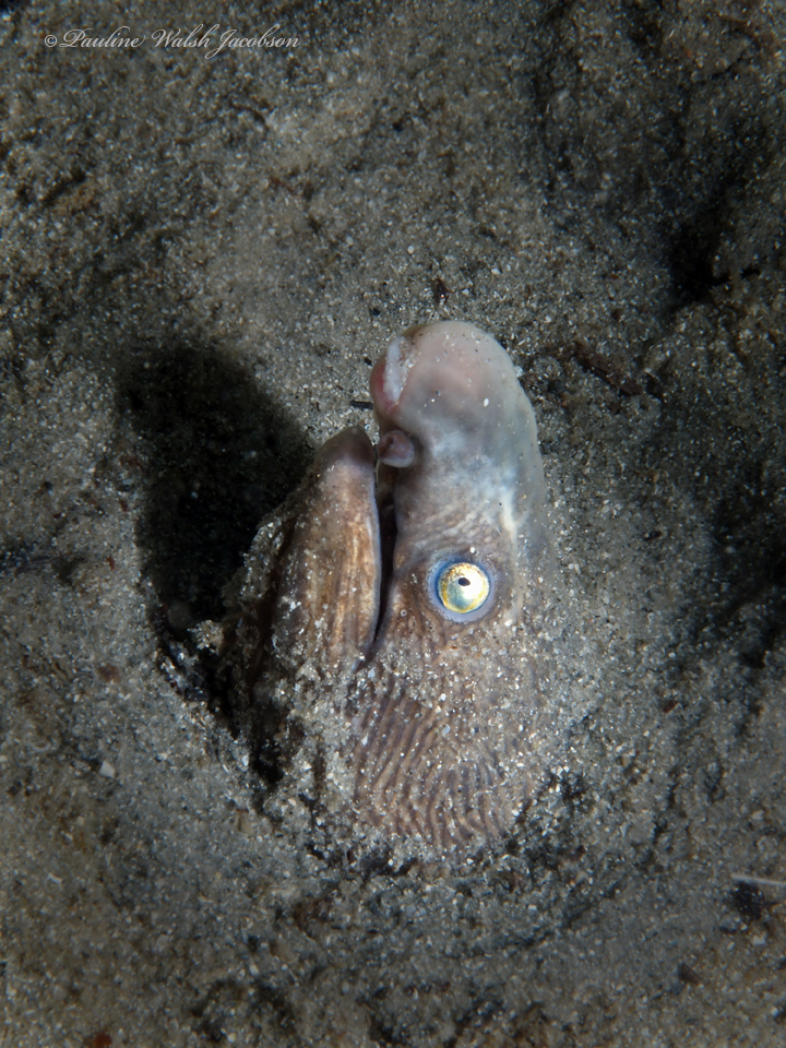 Sooty Eel