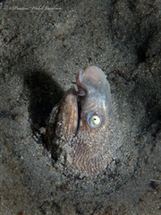 Bascanichthys bascanium