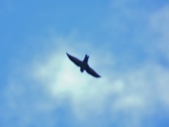 Aerodramus francicus
