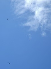 Aerodramus francicus