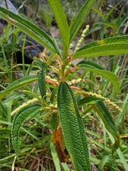 Boehmeria penduliflora