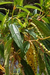 Boehmeria penduliflora