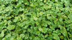 Hydrocotyle microphylla