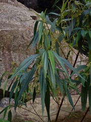 Boehmeria penduliflora