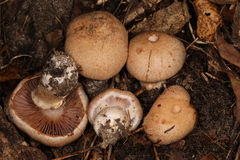 Cortinarius subpulchrifolius